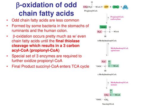 beta oxidation of odd chain fatty acids|17.2: Oxidation of Fatty Acids .